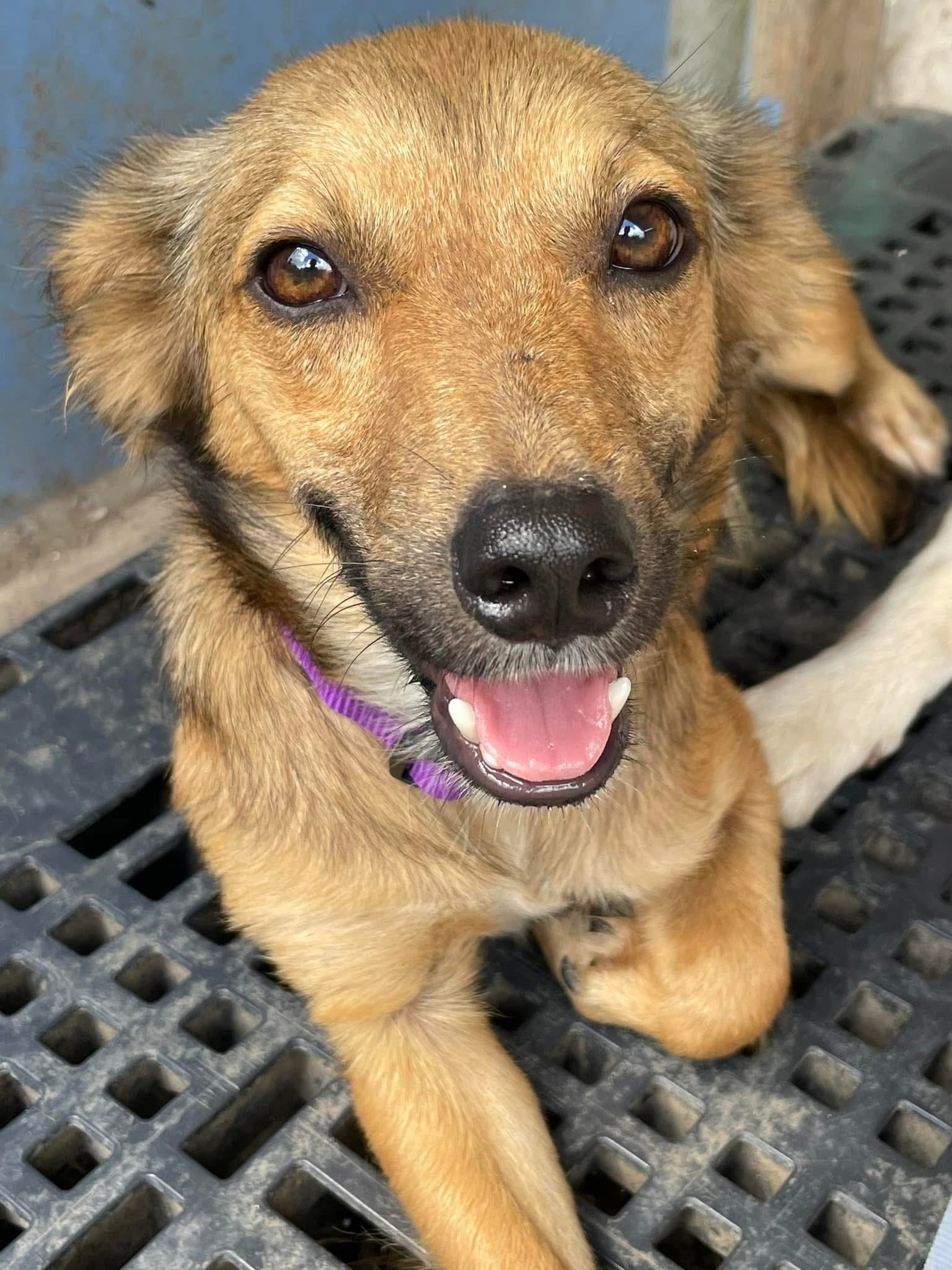 Rescue animal from Ocean Acres